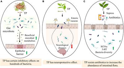 Mechanisms Underlying the Interaction Between Chronic Neurological Disorders and Microbial Metabolites via Tea Polyphenols Therapeutics